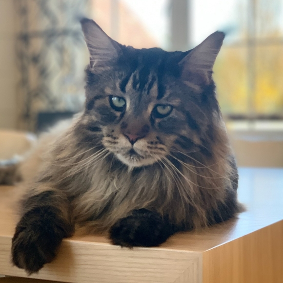 Hi! I'm Wolfie. What's your name? - Picture 10 of 17